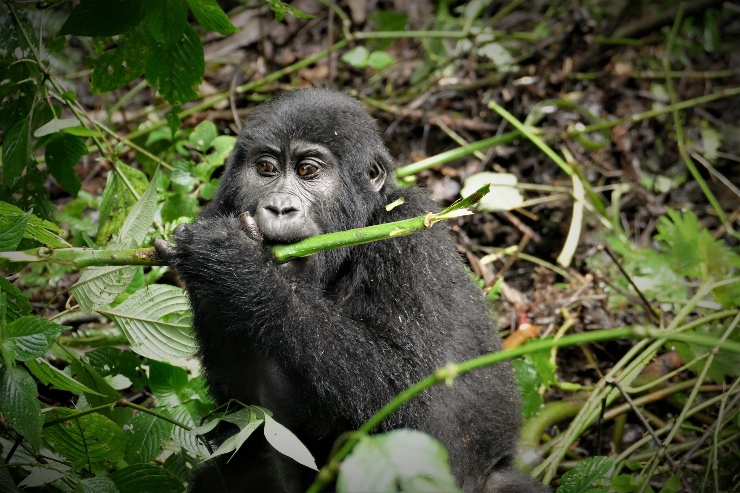GRAND UGANDA EXPEDITION: A 22-DAY DISCOVERY