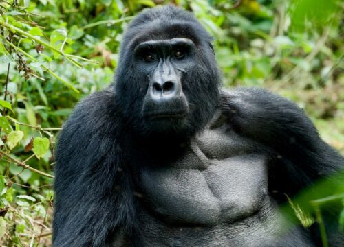 Gorilla Tracking on Uganda Safari: A Comprehensive Guide