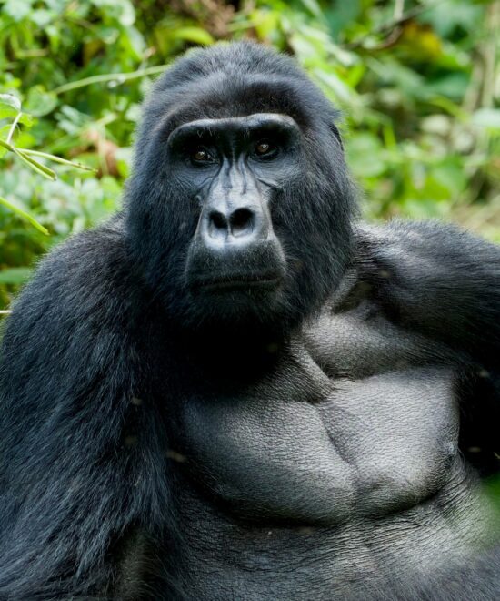 Gorillas & Beyond - 12-Day Uganda Safari