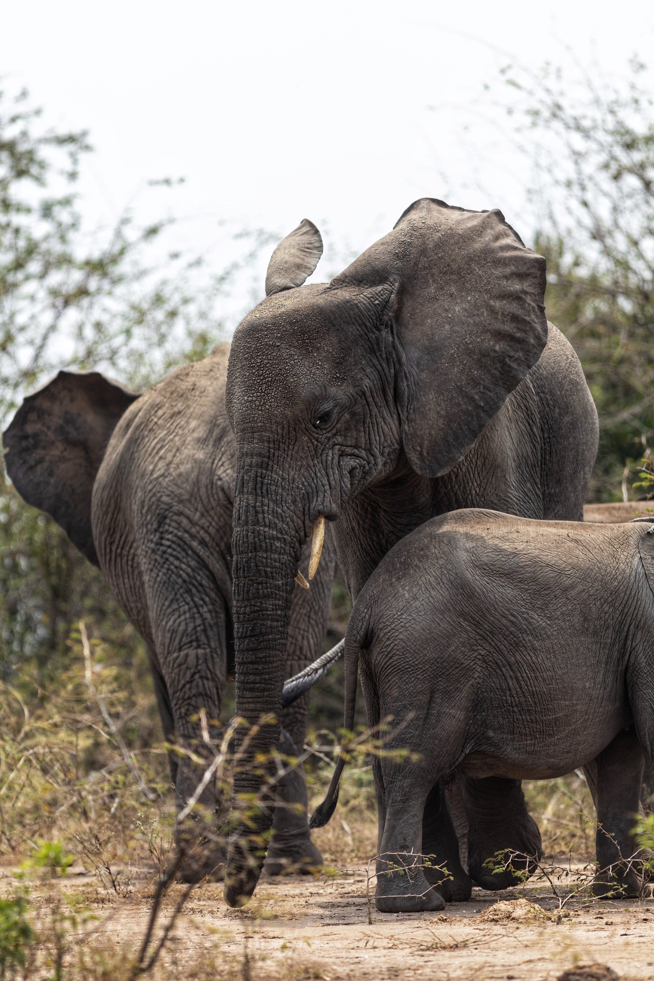 Uganda Safari Animals: What to Expect